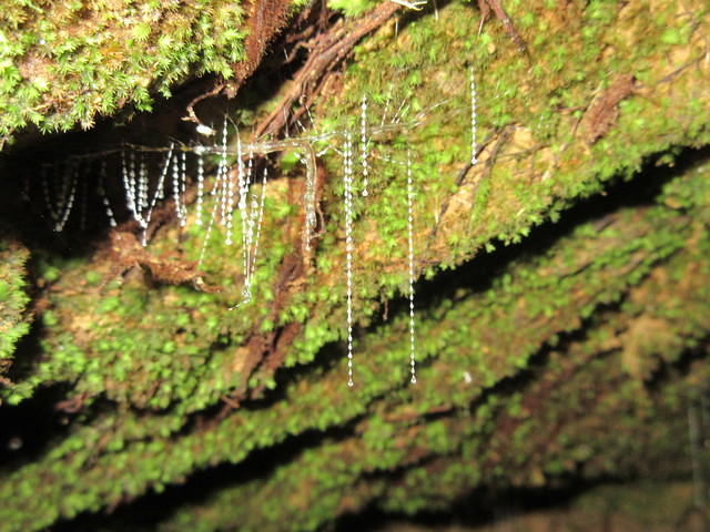 The glowing light attracts bugs which will get stuck in the sticky threads below the glow worm.