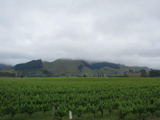 Vineyards south of Nelson.