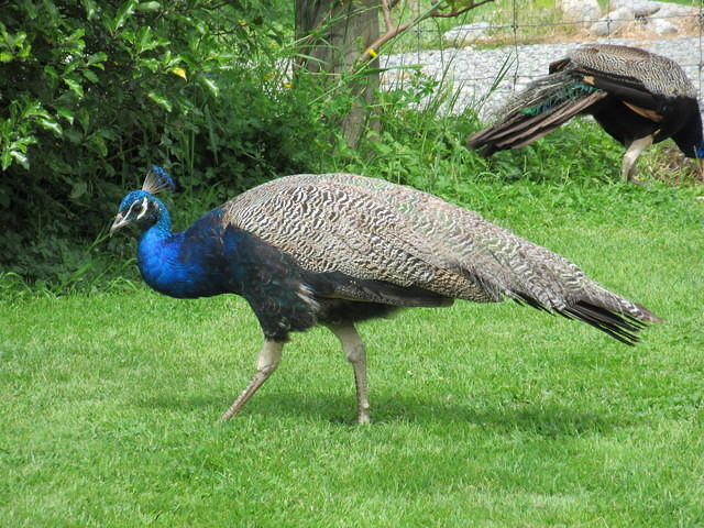IMG_0797.JPG