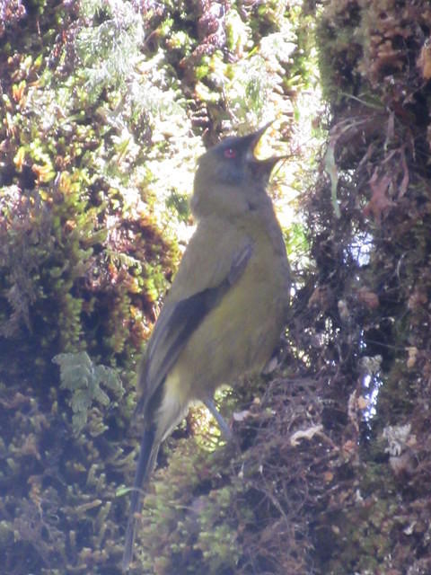 This Bellbird has a loud and magnificent call.
