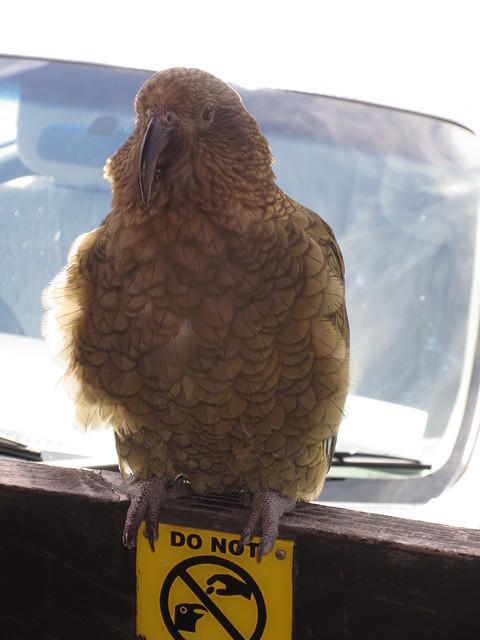 I love how this kea is sitting on the "Do Not Feed the Kea" sign.