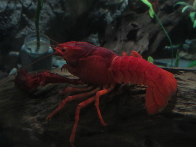 Crayfish