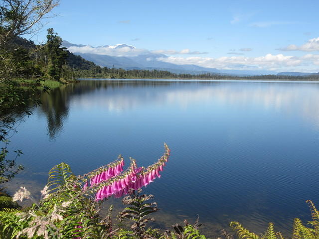 Lake Mapourika near Franz Josef Glacier