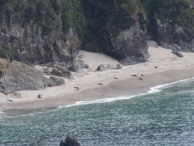 Seals out on the beach.