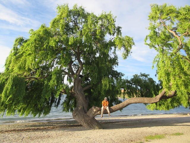I loved these big trees along the shore.  Mickey thought they looked great for climbing in.