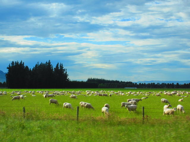 Sheep, sheep, and more sheep!!