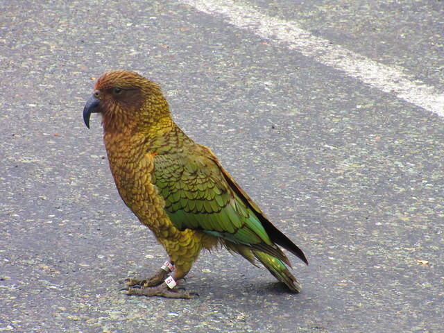 We saw several Keas.