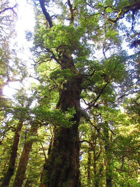 The large red beech trees were spectacular.