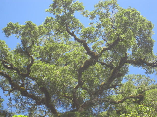 Love the huge beech trees that hang out over the water looking like huge bonsai trees.