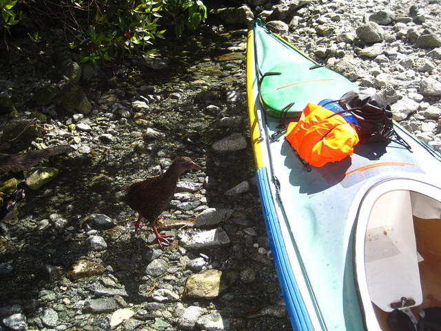 A weka investigating my kayak.