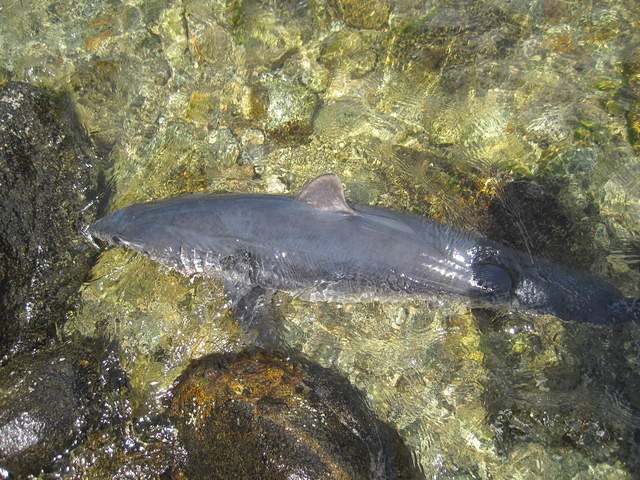 We found a dead shark along the beach.