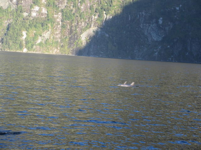 Dolphins were hunting in the cove we camped in.
