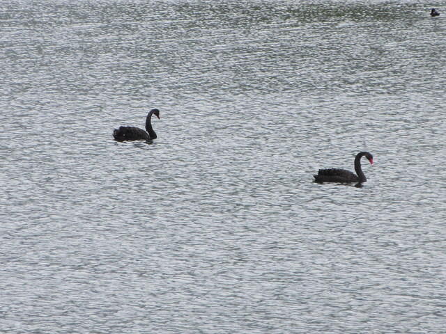 Black swans