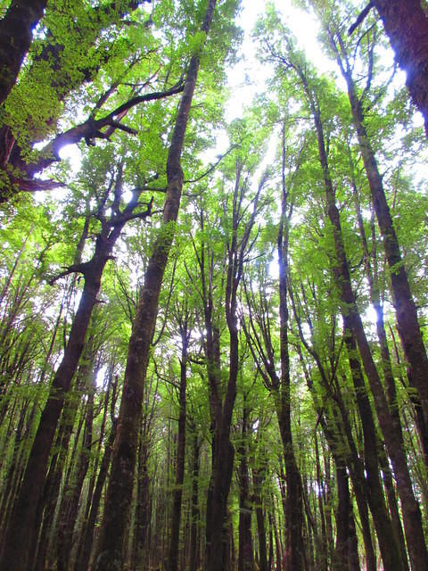 Beautiful beech forests.