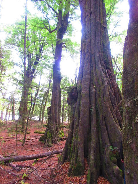 Hiking through forest with great red beech trees.  It is also the location of several LOTR filming scenes including Amon Hen (the battle with the Orcs when Frodo decides that he must leave the Fellowship and go off on his own.)