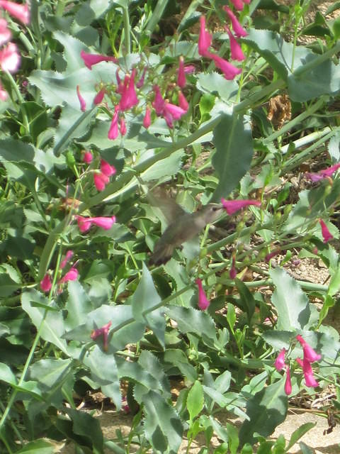 IMG_6851.JPG