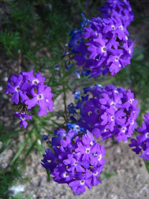 IMG_6860.JPG