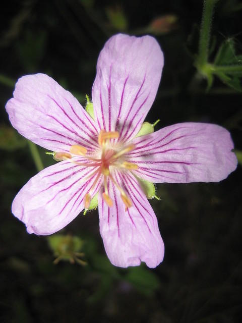 Wild geranium