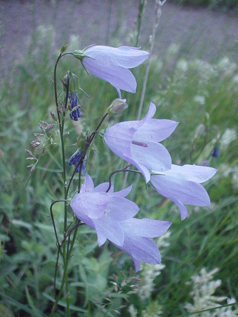 Mountain Harebell bellflower