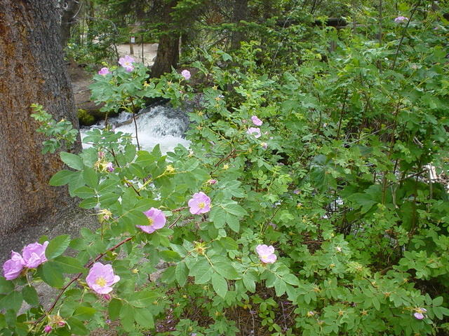 Wild rose along the creekside