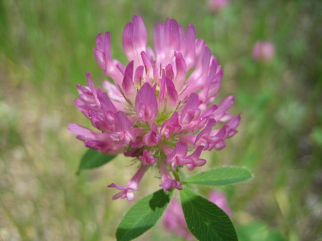 Parry clover