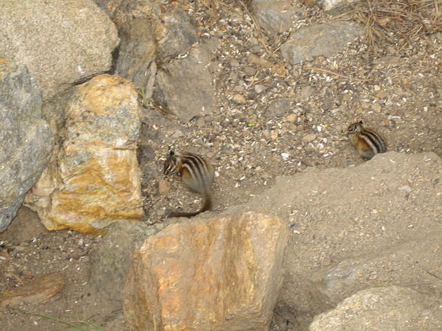 Chipmunks next to the lodge
