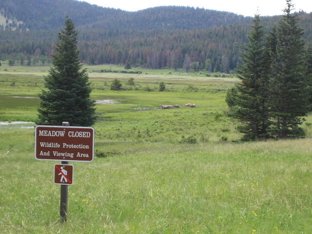 Rocky Mountain Sheep