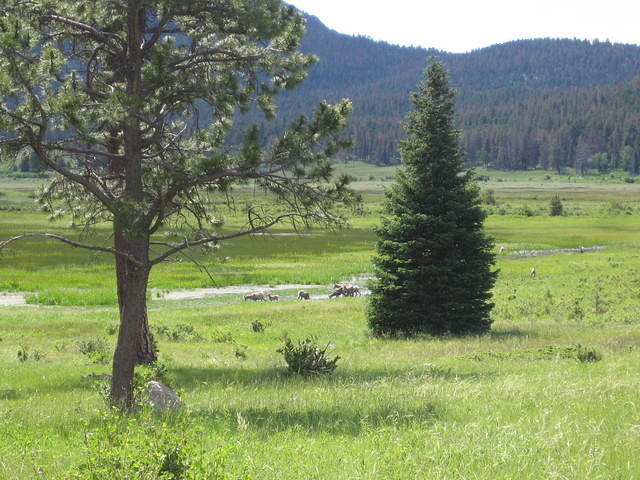They come down from the mountains to lick up a mineral from Sheep Lake