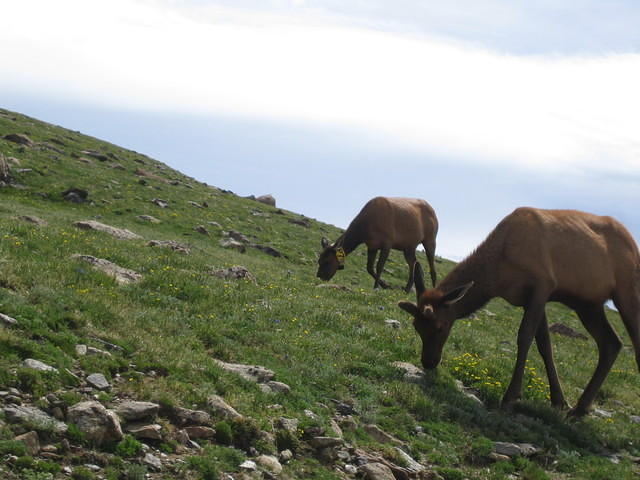 Elk