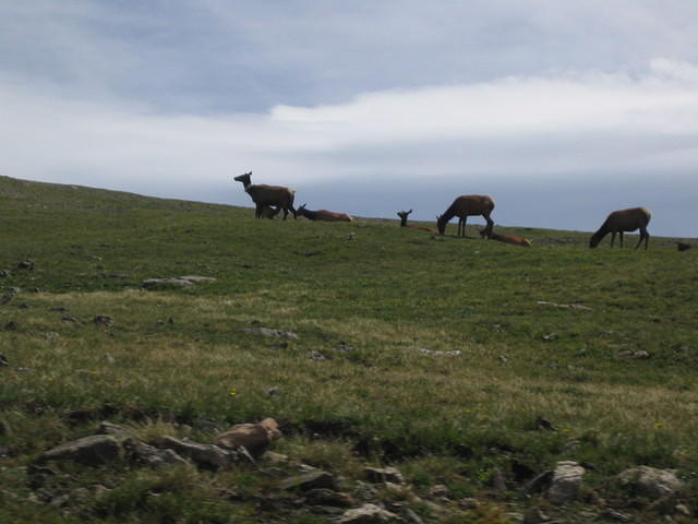 Mother elk nursing her calf