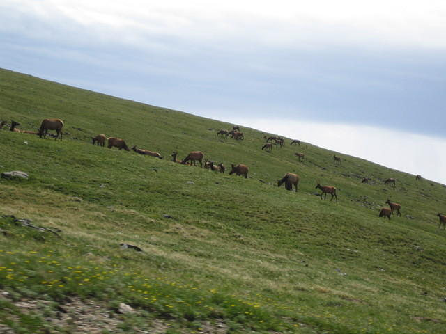 Herds of Elk