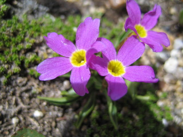 Alpine primrose   (very small)