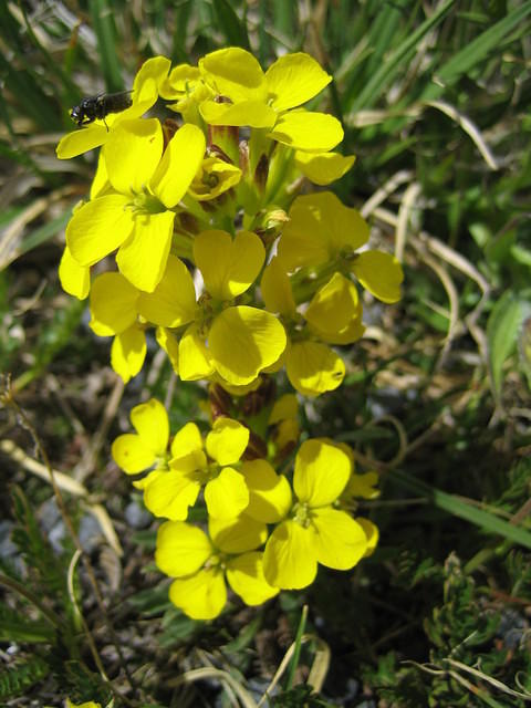 Alpine Western Wallflower