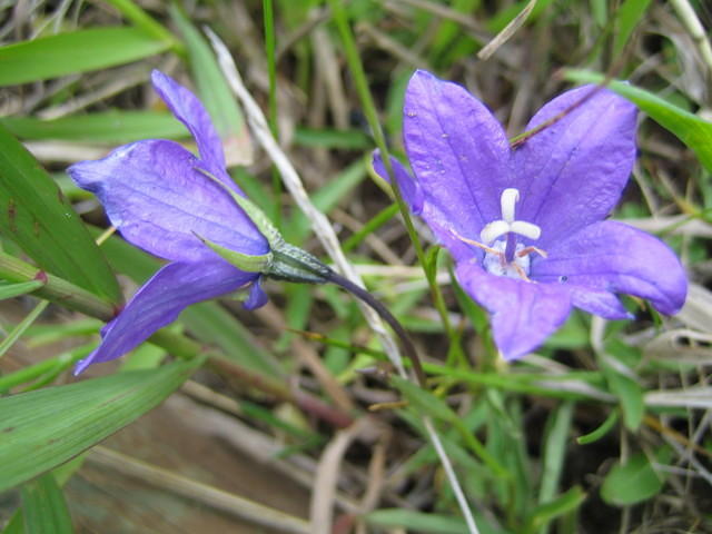 Parry Harebell