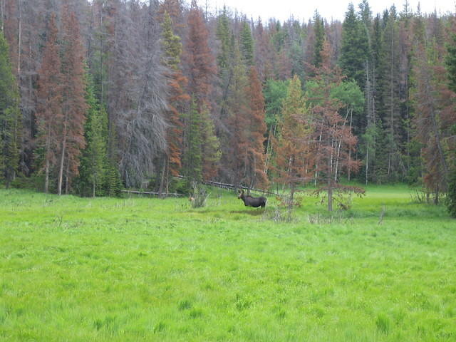 Moose and her calf (her calf is behind the bush to the left of the moose)