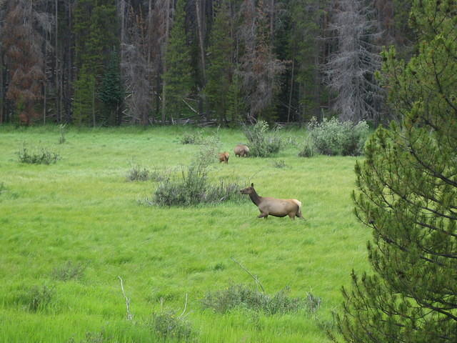Elk running in the valley