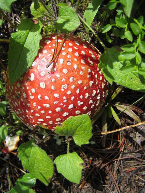cool mushroom