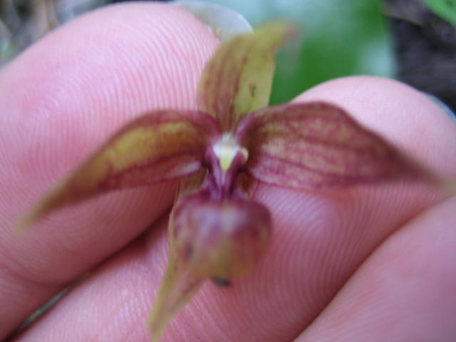 Brownie ladyslipper - Very rare!