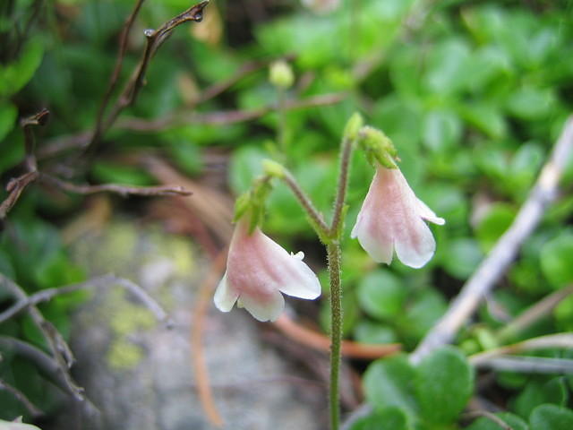Twin flower