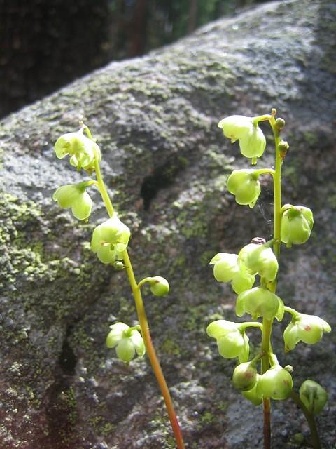 Greenflower Pyrola
