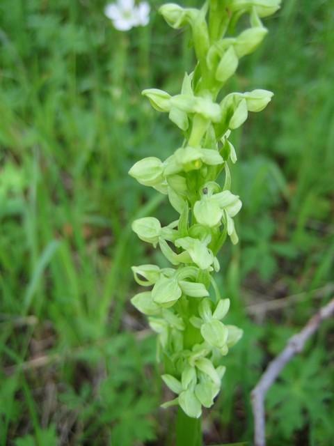 Lady's Tresses (Orchid family)