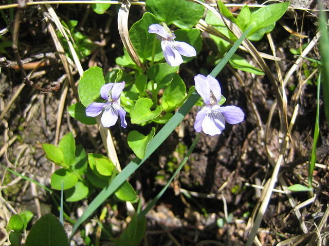 Mountain Violet