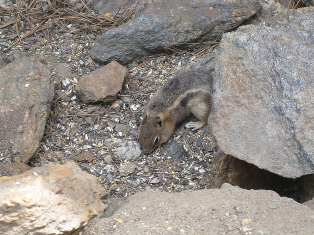 Golden mantled squirrel