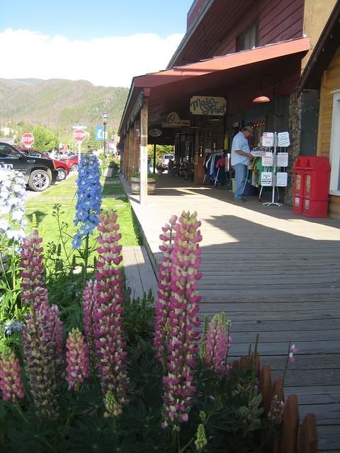 Beautiful lupine in Grand Lake