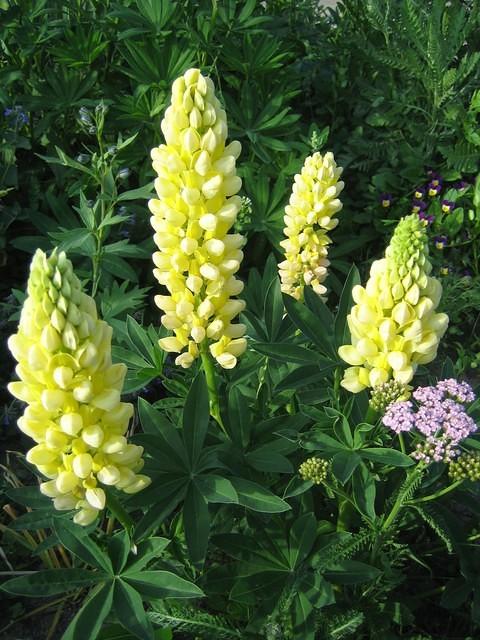 Yellow lupine