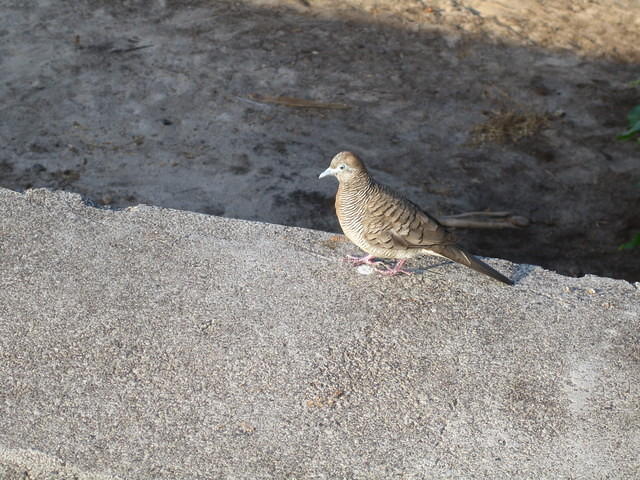 Zebra dove