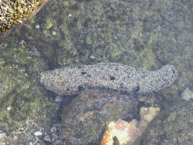Sea cucumber in a tidepool