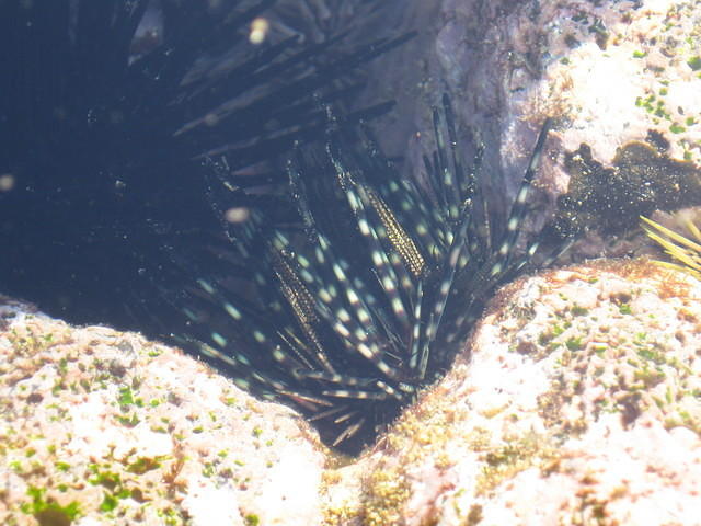 Banded sea urchin in a tidepool