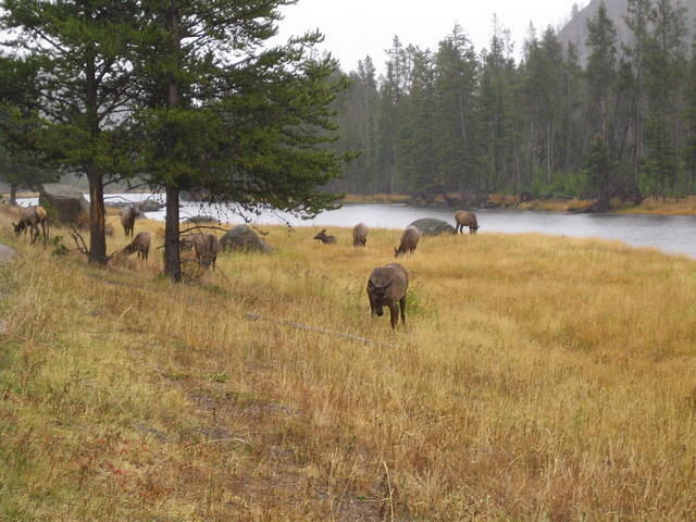 More elk by the Madison River