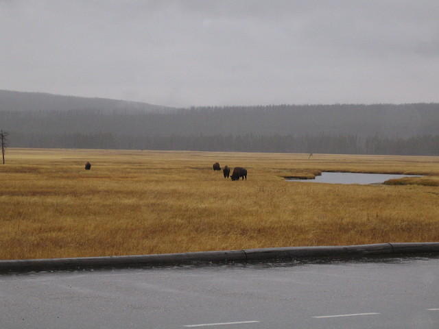 Bison in the meadow